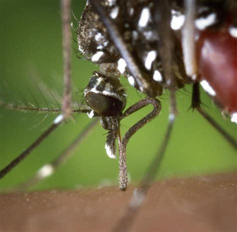 wer impft gegen dengue fieber